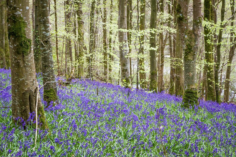 Bluebells and wild garlic in Rossmore Forest Park - May 2017 (15).jpg